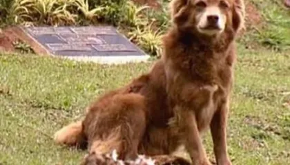 Ligji “Bob Gropari” në São Paulo: Qentë dhe macet mund të varrosen pranë familjarëve