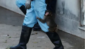 Manjmuni i braktisur Punch shkrin zemrat përsëri: Ai nuk e lë rojtarin e kopshtit zoologjik të shkojë