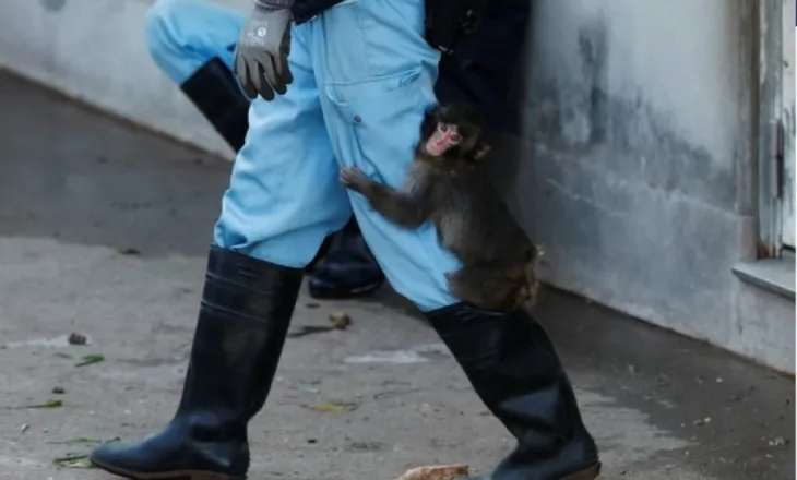 Manjmuni i braktisur Punch shkrin zemrat përsëri: Ai nuk e lë rojtarin e kopshtit zoologjik të shkojë