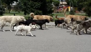 Mashtrim në emër të qenve: industria e ndyrë e “vullnetarëve” animalistë