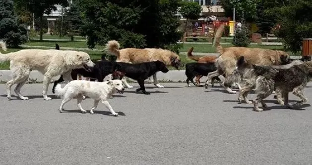 Mashtrim në emër të qenve: industria e ndyrë e “vullnetarëve” animalistë