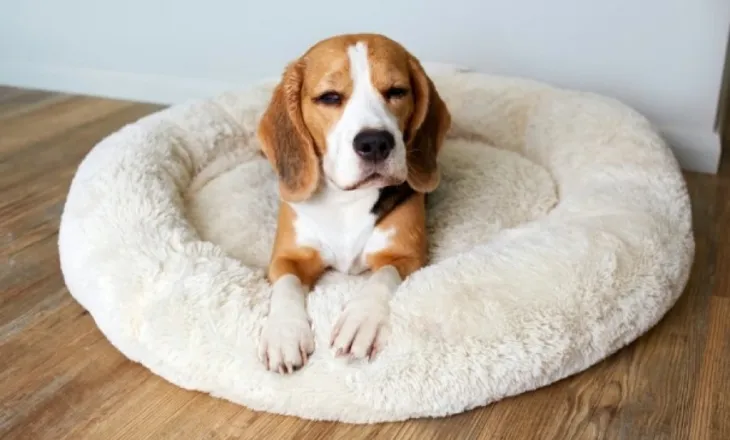 Mbajtja e një zakoni të vjetër – pse qentë rrotullohen para se të shtrihen?