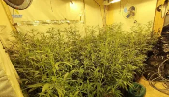 Mbushën Barcelonën dhe Terragonën me marijuanë, shkatërrohet banda e shqiptarëve