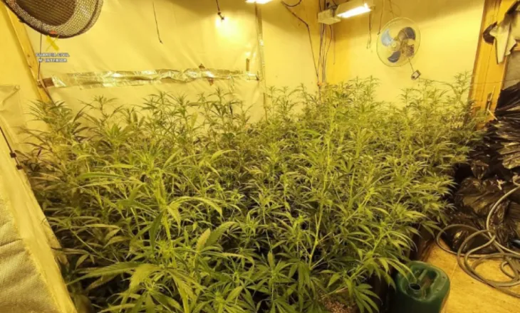 Mbushën Barcelonën dhe Terragonën me marijuanë, shkatërrohet banda e shqiptarëve