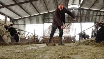 Më pak qumësht i kontaminuar/ Bie numri i fermave që prodhojnë qumësht me aflatoksinë, shmanget misri problematik