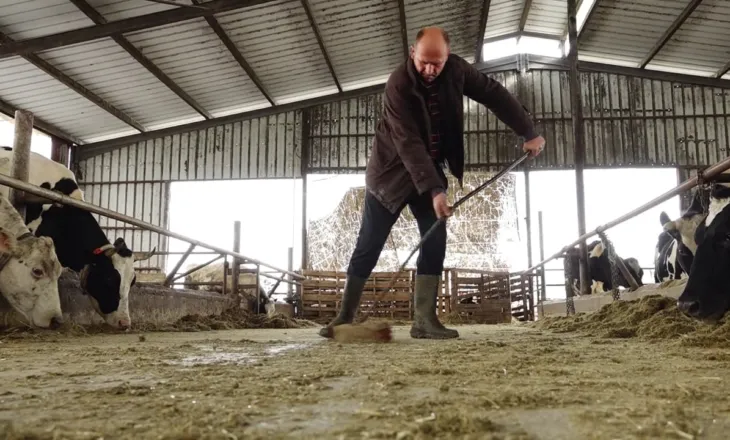 Më pak qumësht i kontaminuar/ Bie numri i fermave që prodhojnë qumësht me aflatoksinë, shmanget misri problematik