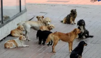 ‘Na mashtruan dhe na morën qentë’- Shpallen në kërkim një çift bashkëshortësh në Durrës, administratorë të një qendre trajnimi kafshësh