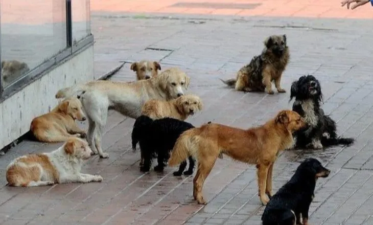 ‘Na mashtruan dhe na morën qentë’- Shpallen në kërkim një çift bashkëshortësh në Durrës, administratorë të një qendre trajnimi kafshësh