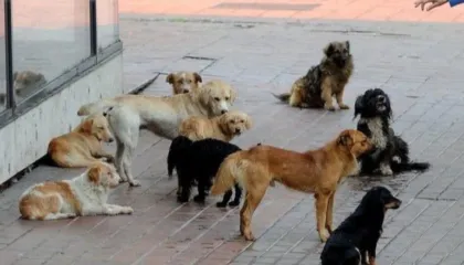 ‘Na mashtruan dhe na morën qentë’- Shpallen në kërkim një çift bashkëshortësh në Durrës, administratorë të qendre trajnimi kafshësh