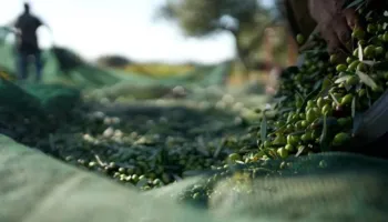 Ndërsa çmimet e vajit të ullirit po bien në BE, Shqipëria kryesoi rritjen në 2025 me 7.2%