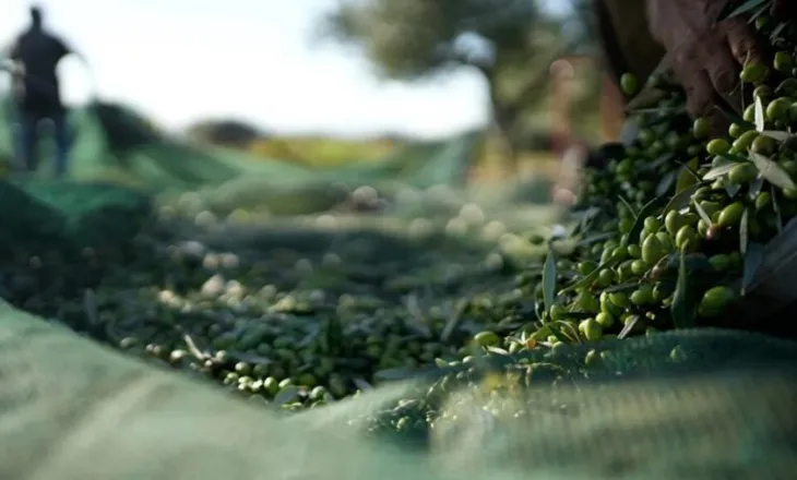 Ndërsa çmimet e vajit të ullirit po bien në BE, Shqipëria kryesoi rritjen në 2025 me 7.2%