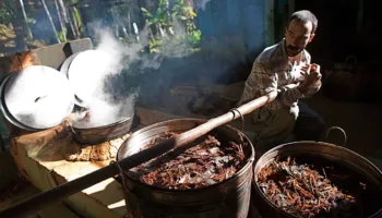 Një dozë e vetme e përbërësit aktiv të ayahuasca-s, mund të ndihmojë në lehtësimin e depresionit