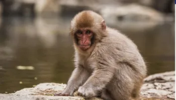 Një majmun i vogël i refuzuar nga nëna e tij gjeti ngushëllim në një lodër prej pellushi
