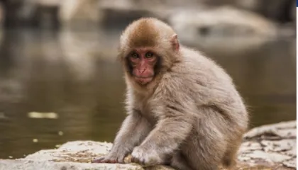 Një majmun i vogël i refuzuar nga nëna e tij gjeti ngushëllim në një lodër prej pellushi