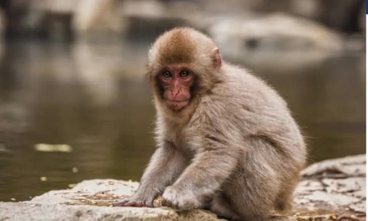 Një majmun i vogël i refuzuar nga nëna e tij gjeti ngushëllim në një lodër prej pellushi