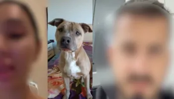 ‘Pagova 9.200€’! Çuan qentë në qendrën “Dog Training Desy”, por nuk i morën mbrapsht: Çifti i pronarëve na bëri bllok