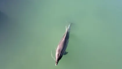 Pamje e pazakontë në Kroaci: Delfini humbet rrugën në ujë të ëmbël, filmohet në një lumë