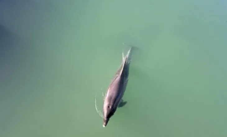 Pamje e pazakontë në Kroaci: Delfini humbet rrugën në ujë të ëmbël, filmohet në një lumë