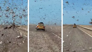 Panik për shoferët në Sahara, tufa gjigante karkalecash “pushtojnë” rrugën (VIDEO)