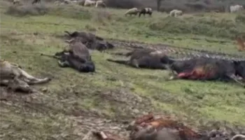 Përfshihet nga flakët një stallë me gjedhë në Selenicë/ 22 lopë dhe viça të djegur, dyshohet se shkak u bë…