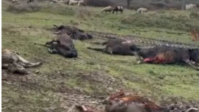 Përfshihet nga flakët një stallë me gjedhë në Selenicë/ 22 lopë dhe viça të djegur, dyshohet se shkak u bë…