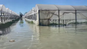 Përmbytje të tjera në Berat, lumi Seman del nga shtrati dhe shkatërron prodhimet bujqësore
