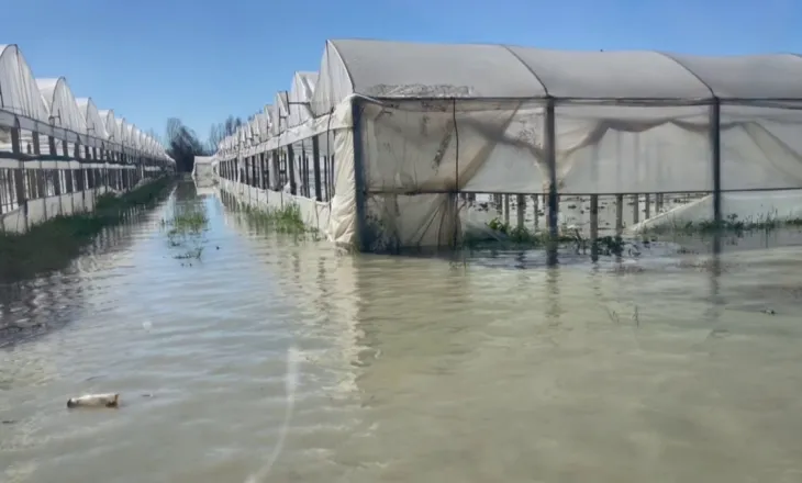 Përmbytje të tjera në Berat, lumi Seman del nga shtrati dhe shkatërron prodhimet bujqësore