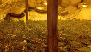 Përshtati dy banesa për kultivim kanabisi me llamba, arrestohet 46-vjeçari në Vaun e Dejës