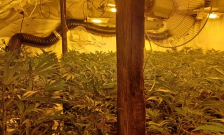 Përshtati dy banesa për kultivim kanabisi me llamba, arrestohet 46-vjeçari në Vaun e Dejës