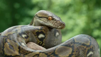 Pitoni indonezian vendos rekordin, gjarpri më i gjatë i matur ndonjëherë në natyrë