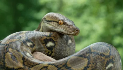 Pitoni indonezian vendos rekordin, gjarpri më i gjatë i matur ndonjëherë në natyrë