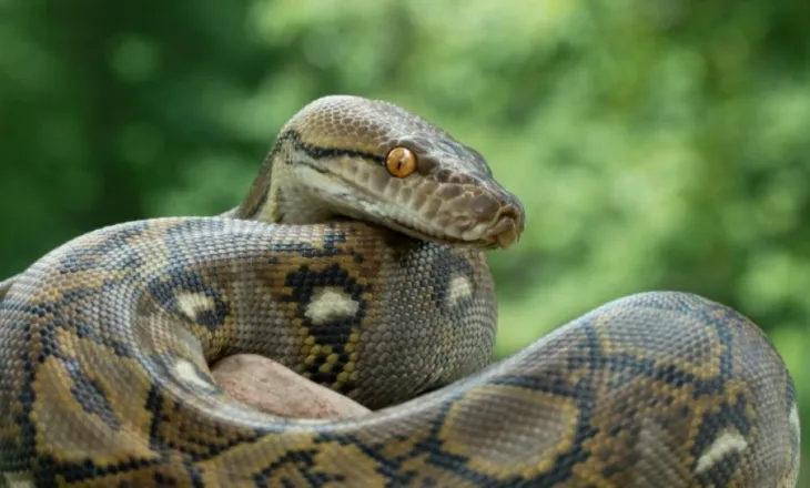 Pitoni indonezian vendos rekordin, gjarpri më i gjatë i matur ndonjëherë në natyrë