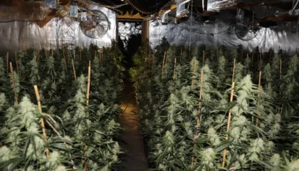 Plantacion kanabisi në Gjermani, kapen dy shqiptarë. Sekuestrohen bimët me vlerë 2 mln euro