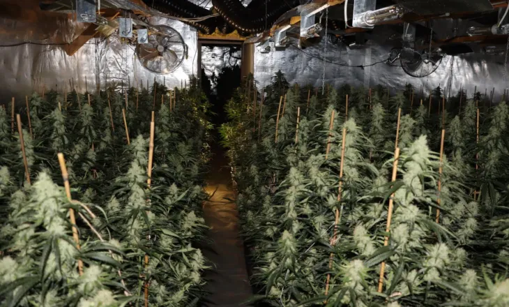 Plantacion kanabisi në Gjermani, kapen dy shqiptarë. Sekuestrohen bimët me vlerë 2 mln euro