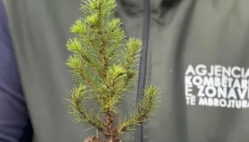 Rikuperim i ekosistemeve, Rama: Pyjeve tona i janë shtuar 360 mijë fidanë të rinj!