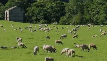 Risi në skemën e bujqësisë, Salla: 7-10 mijë euro grante për të rinjtë që hapin biznes në blegtori