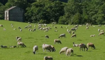 Risi në skemën e bujqësisë, Salla: 7-10 mijë euro grante për të rinjtë që hapin biznes në blegtori