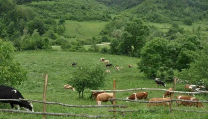 Risia në skemën e bujqësisë: 7-10 mijë euro grante për të rinjtë që hapin biznes në blegtori