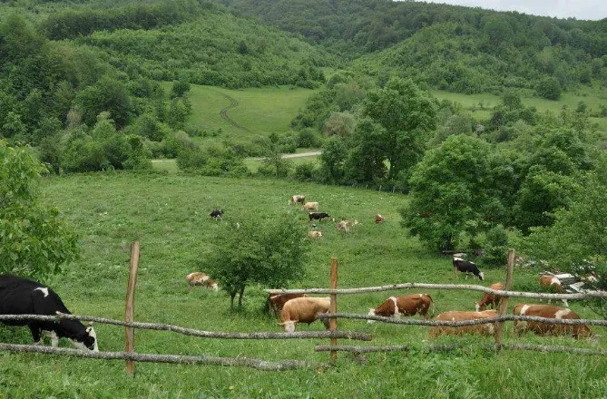 Risia në skemën e bujqësisë: 7-10 mijë euro grante për të rinjtë që hapin biznes në blegtori