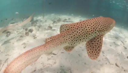 Rrezikonte zhdukjen, Tajlanda rikthen peshkaqenin leopard në det