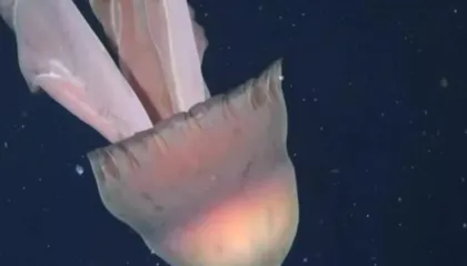 Sa një autobus, shkencëtarët zbulojnë një kandil deti gjigant pranë brigjeve të Argjentinës