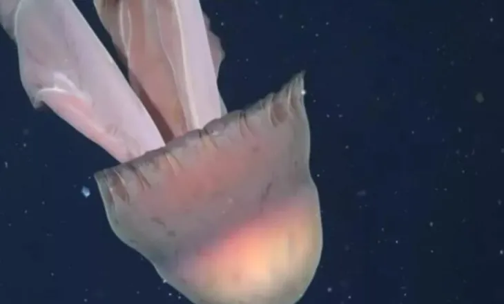 Sa një autobus, shkencëtarët zbulojnë një kandil deti gjigant pranë brigjeve të Argjentinës