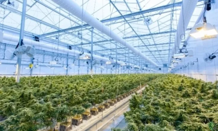 Sasia më e madhe e konfiskuar ndonjëherë, policia e Maqedonisë së Veriut sekuestron mbi 30 tonë kanabis