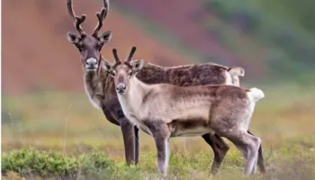 Shkencëtarët të befasuar nga zbulimi: Drerët hanë pjesë të trupit të tyre për të mbijetuar