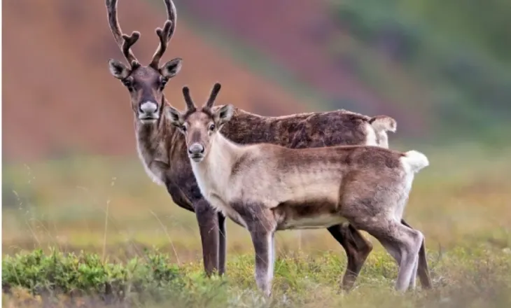 Shkencëtarët të befasuar nga zbulimi: Drerët hanë pjesë të trupit të tyre për të mbijetuar