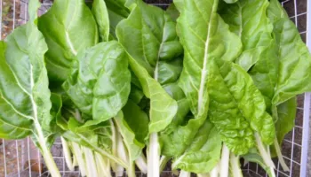 Shtatë ushqime që konsiderohen mrekulli për shëndetin