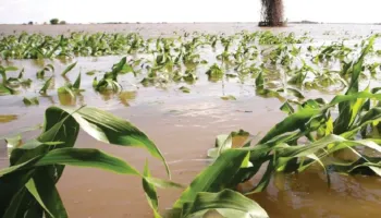 Si do të funksionojë sigurimi i detyruar në bujqësi? Një pjesë e primit paguhet nga shteti dhe ulet vit pas viti