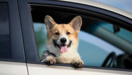 Si të parandaloni të përzierat nga lëvizja tek qentë gjatë drejtimit të makinës