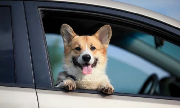 Si të parandaloni të përzierat nga lëvizja tek qentë gjatë drejtimit të makinës