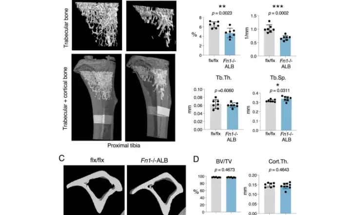 Studimi: Proteina e prodhuar në mëlçi është faktor kyç për shëndetin e kockave te meshkujt